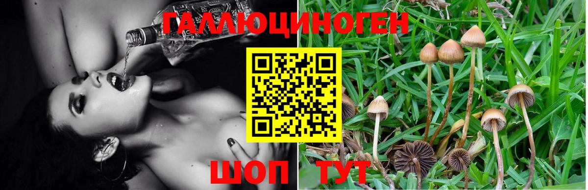 Благовещенск  где найти   Вход с VPN  Галлюциногенные грибы Magic Shrooms 