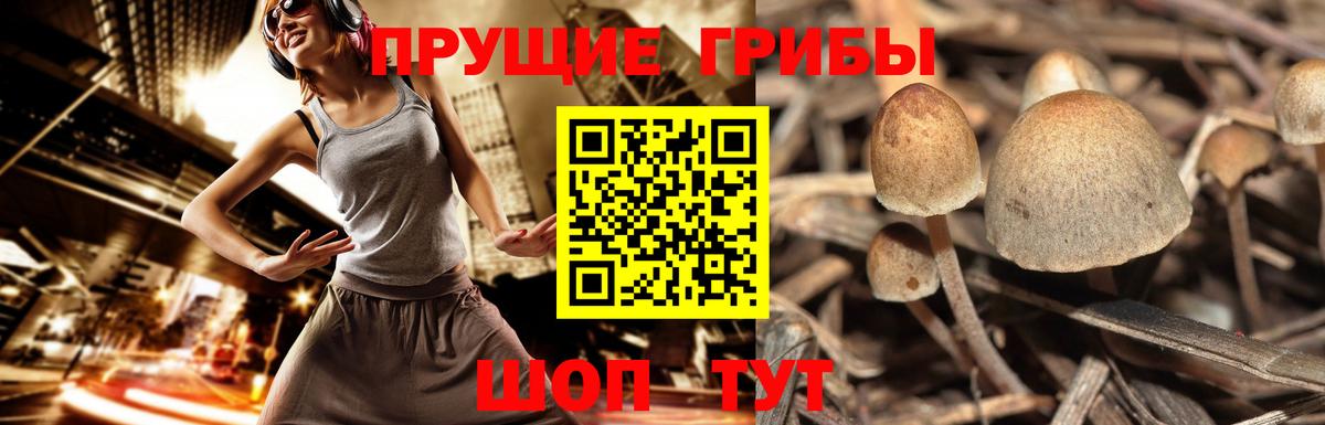 Псилоцибиновые грибы Psilocybine cubensis Благовещенск